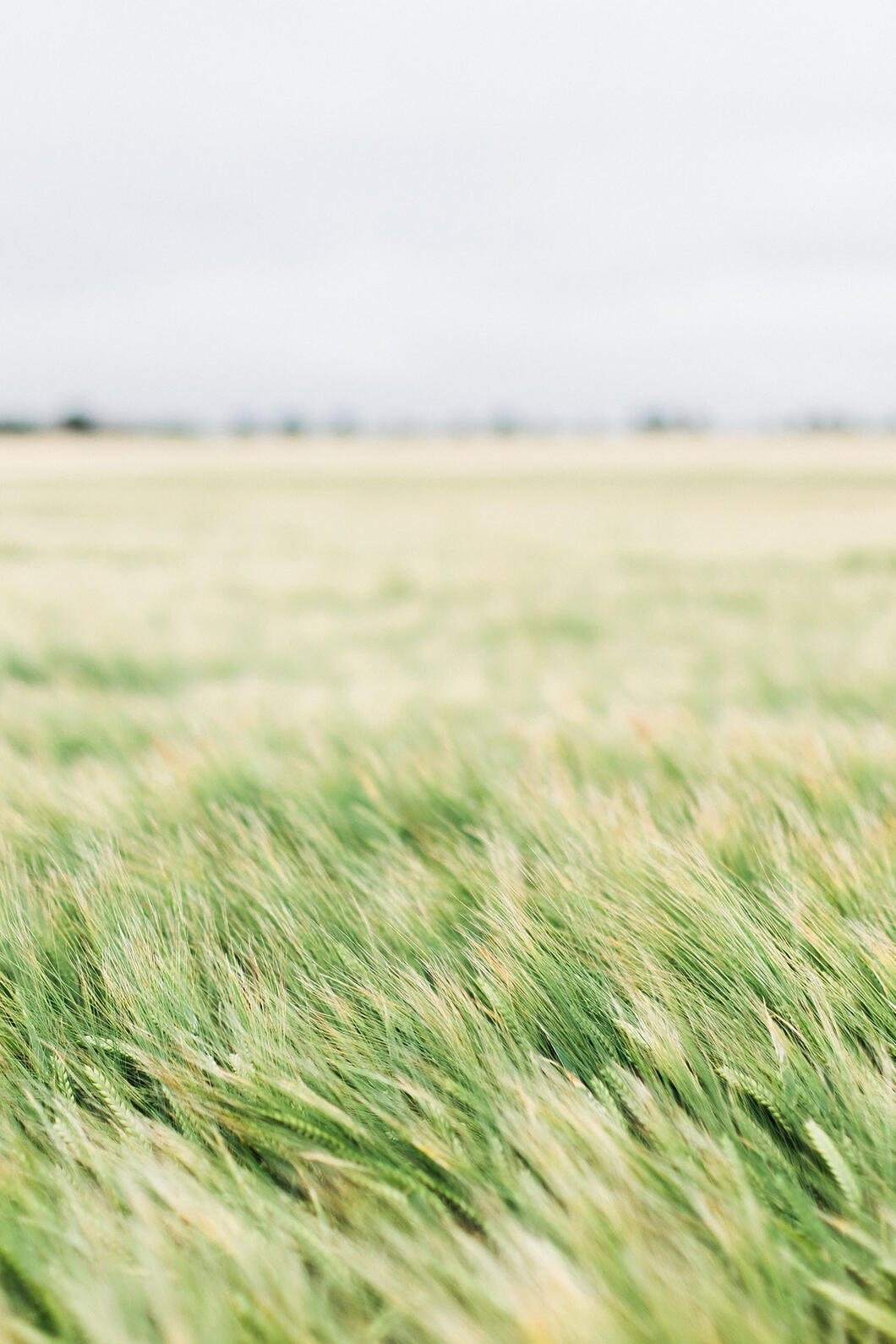 Field with undulating grass