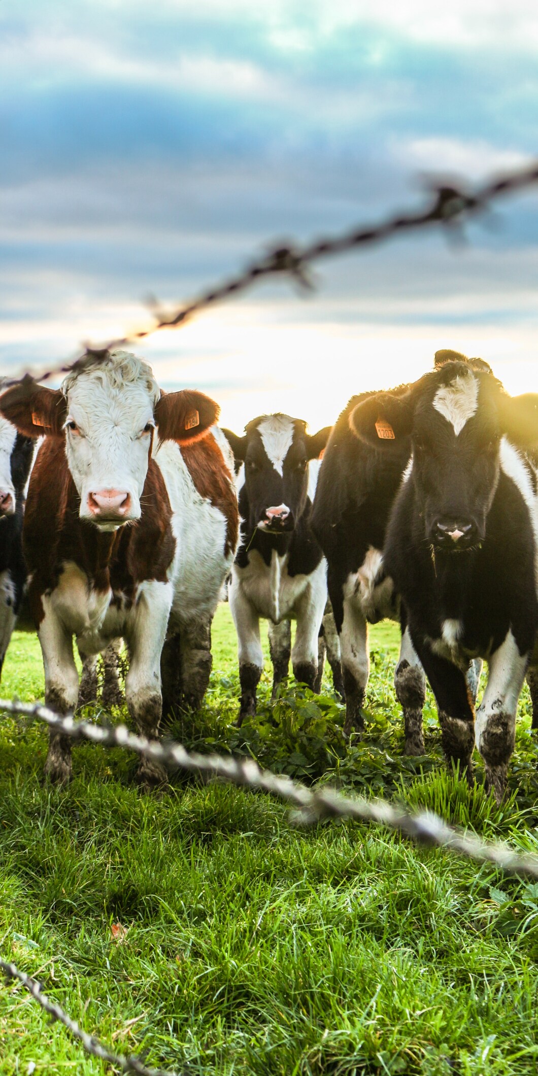 Afbeelding van koeien achter prikkeldraad in een weiland