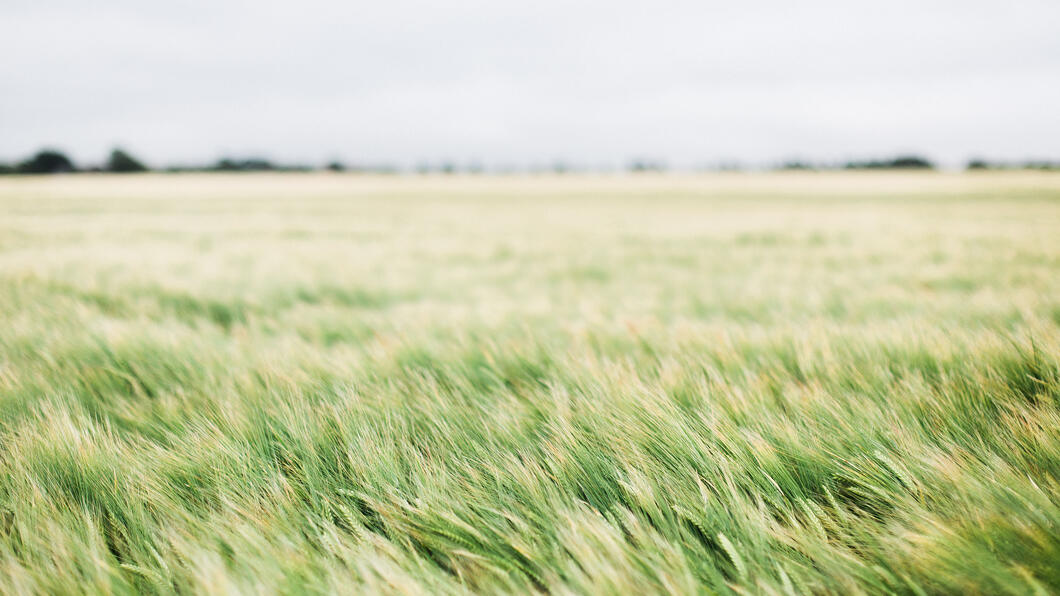 Veld met wuivend gras