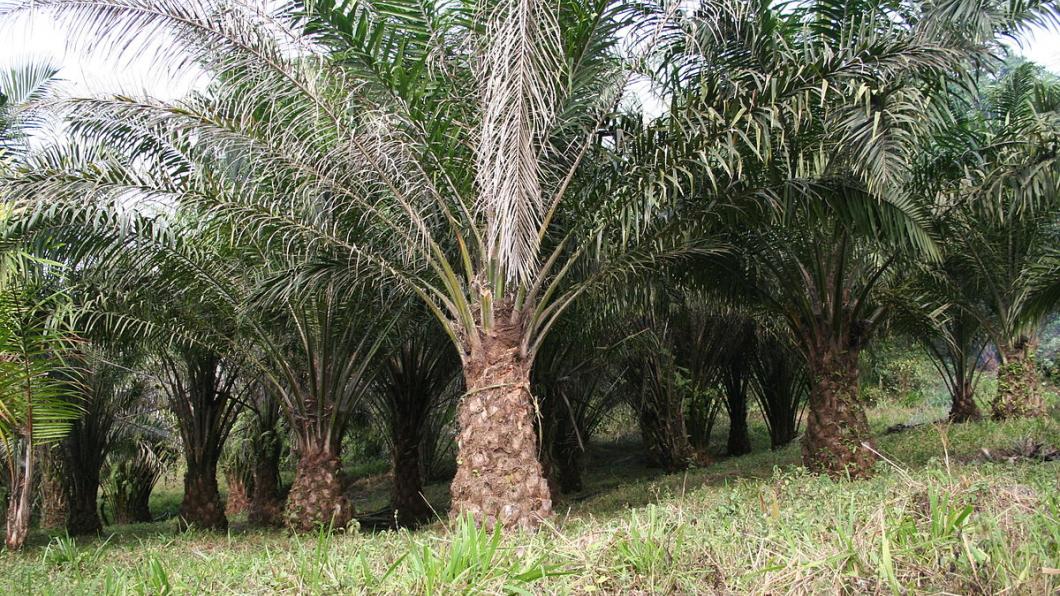 Een palmolieboom