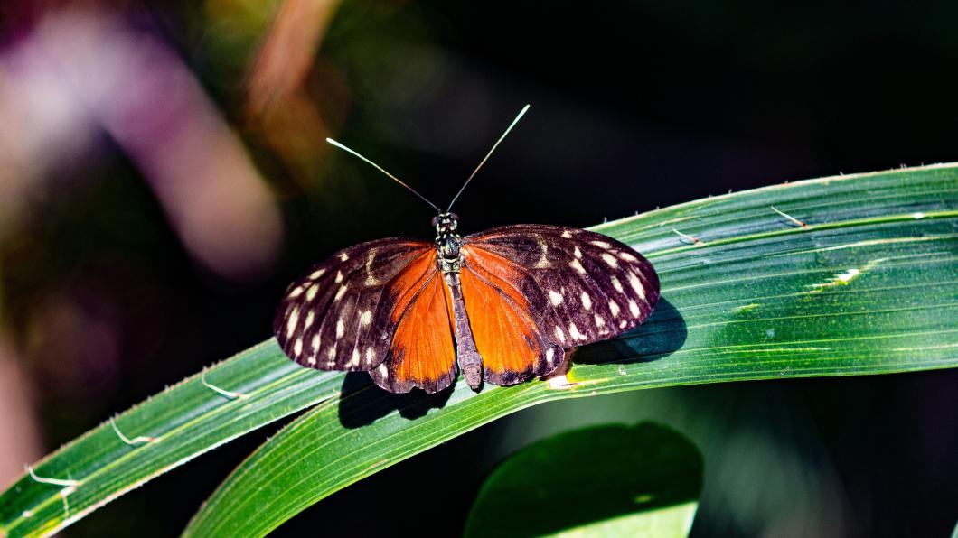 animal-biodiversity-butterfly-care-160941.jpg