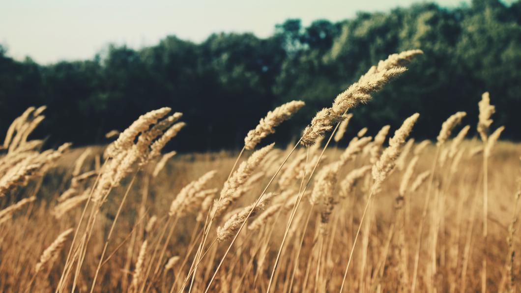 grass-plant-field-wheat-grain-prairie-98987-pxhere.com_.jpg