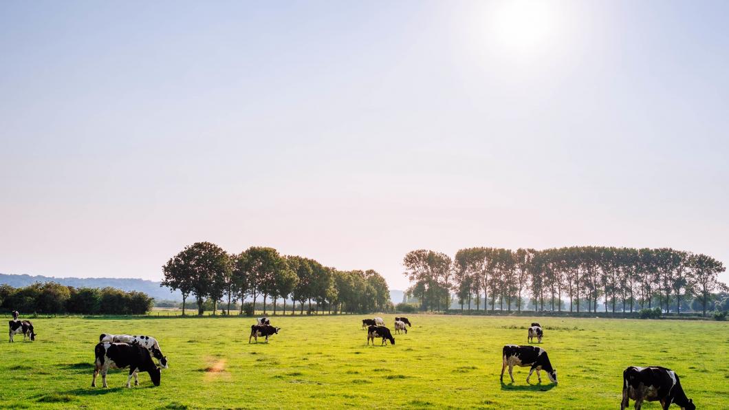 koe nederland unsplash.jpg