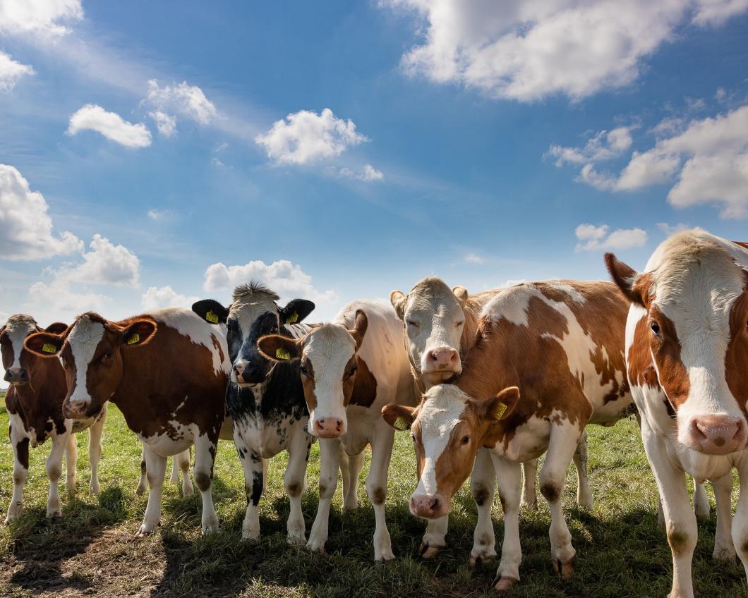 Pixabay koeien cattle.jpg