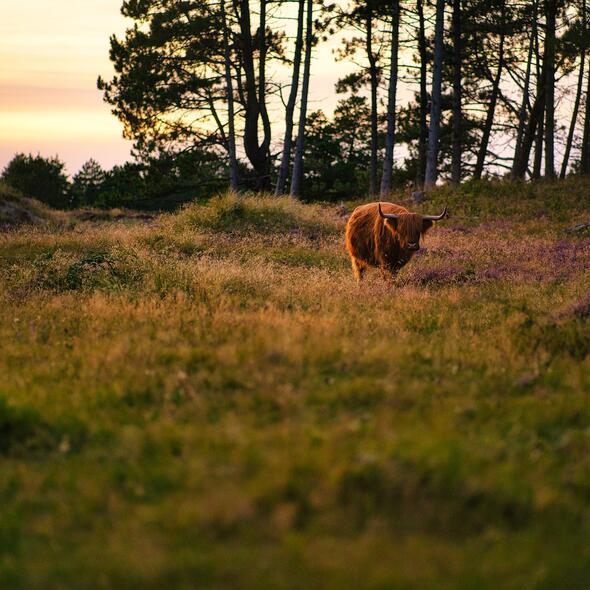 natuur dierenwelzijn