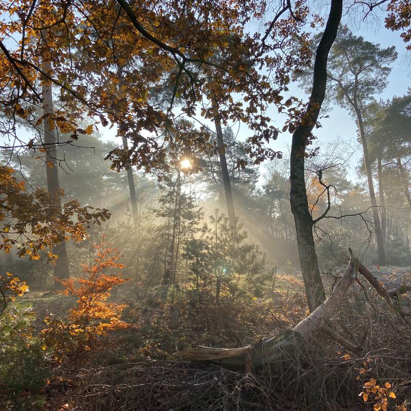 Zonnestralen die gefilterd door de bomen heen schijnen en landen op de zacht-oranje bosgrond